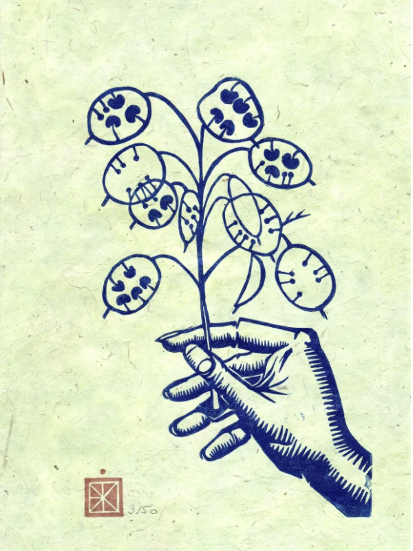 Linogravure monochrome d'une main tenant une branche de Monnaie-du-pape, en bleu sur papier lokta vert